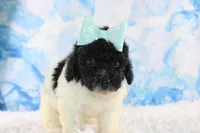 Icelyn, a female Poodle - Toy  for sale in Greensboro, NC – Photo 1 of 9