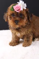 LuLu, a female Shihpoo for sale in Greensboro, NC – 7 of 8