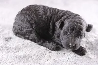 Deacon, a male Miniature Goldendoodle for sale in Greensboro, NC – 4 of 7