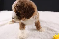 Teddy, a male Miniature Goldendoodle for sale in Greensboro, NC – 4 of 10