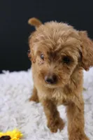 Swiper, a male Miniature Aussiedoodle for sale in Greensboro, NC – 5 of 9