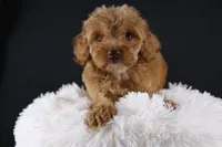Swiper, a male Miniature Aussiedoodle for sale in Greensboro, NC – 7 of 9
