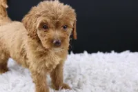 Swiper, a male Miniature Aussiedoodle for sale in Greensboro, NC – 8 of 9