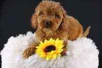 Swiper, a male Miniature Aussiedoodle for sale in Greensboro, NC – 1 of 9
