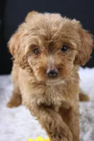 Swiper, a male Miniature Aussiedoodle for sale in Greensboro, NC – 2 of 9
