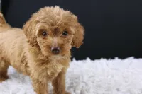 Swiper, a male Miniature Aussiedoodle for sale in Greensboro, NC – 6 of 9