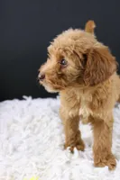 Swiper, a male Miniature Aussiedoodle for sale in Greensboro, NC – 4 of 9