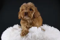 Swiper, a male Miniature Aussiedoodle for sale in Greensboro, NC – 9 of 9