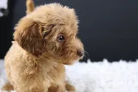 Swiper, a male Miniature Aussiedoodle for sale in Greensboro, NC – 3 of 9