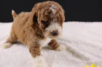 Teddy, a male Miniature Goldendoodle for sale in Greensboro, NC – 3 of 10