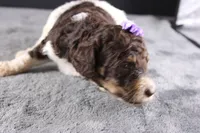 Loretta L, a female Poodle - Standard  for sale in Greensboro, NC – 8 of 8