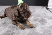 Patsy C, a female Poodle - Standard  for sale in Greensboro, NC – 4 of 8