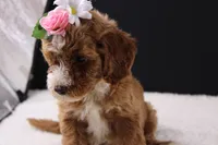 Honey, a female Miniature Goldendoodle for sale in Greensboro, NC – 2 of 10