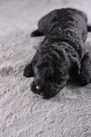 Creed, a male Miniature Goldendoodle for sale in Greensboro, NC – 2 of 7
