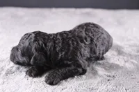 Creed, a male Miniature Goldendoodle for sale in Greensboro, NC – 5 of 7