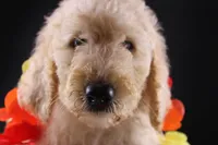 Dolly P, a female Poodle - Standard  for sale in Greensboro, NC – 3 of 9