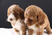 Daisy, a female Miniature Goldendoodle for sale in Greensboro, NC – 7 of 8