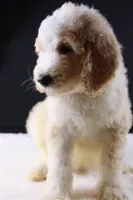 Waylon J, a male Poodle - Standard  for sale in Greensboro, NC – 5 of 8