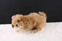 Piper, a female Shihpoo for sale in Greensboro, NC – 8 of 9