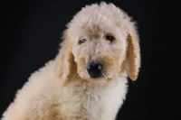 Dolly P, a female Poodle - Standard  for sale in Greensboro, NC – 2 of 9