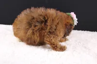 LuLu, a female Shihpoo for sale in Greensboro, NC – 8 of 8