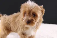 Theo, a male Shihpoo for sale in Greensboro, NC – 9 of 10