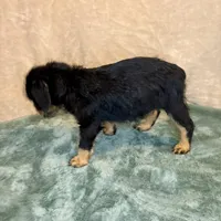 Marilyn, a female Doberman Pinscher and Poodle - Standard  for sale in Greensboro, NC – Photo 4 of 10