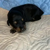 Marilyn, a female Doberman Pinscher and Poodle - Standard  for sale in Greensboro, NC – Photo 8 of 10