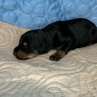 Marilyn, a female Doberman Pinscher and Poodle - Standard  for sale in Greensboro, NC – Photo 10 of 10