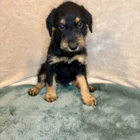 Marilyn, a female Doberman Pinscher and Poodle - Standard  for sale in Greensboro, NC – Photo 1 of 10