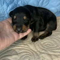 Marilyn, a female Doberman Pinscher and Poodle - Standard  for sale in Greensboro, NC – Photo 7 of 10