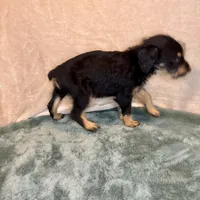 Marilyn, a female Doberman Pinscher and Poodle - Standard  for sale in Greensboro, NC – Photo 3 of 10