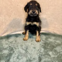 Marilyn, a female Doberman Pinscher and Poodle - Standard  for sale in Greensboro, NC – Photo 6 of 10