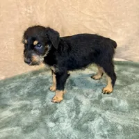Marilyn, a female Doberman Pinscher and Poodle - Standard  for sale in Greensboro, NC – Photo 5 of 10