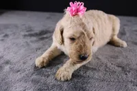 Dolly P, a female Poodle - Standard  for sale in Greensboro, NC – 2 of 10