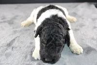 Williw N, a male Poodle - Standard  for sale in Greensboro, NC – 2 of 8