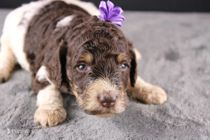 Loretta L – Poodle - Standard  puppy for sale in Greensboro, NC