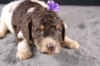 Loretta L, a female Poodle - Standard  for sale in Greensboro, NC – 1 of 8