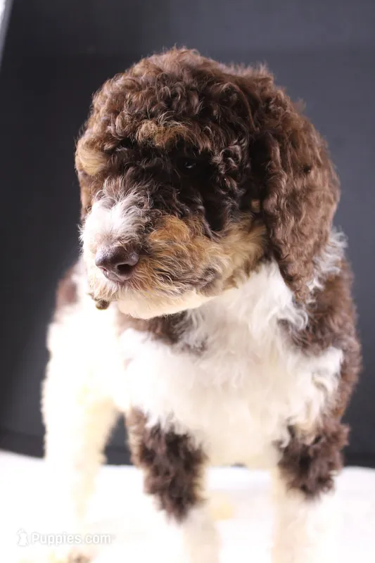 Loretta L – Poodle - Standard  puppy for sale in Greensboro, NC