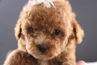Poppy, a female Shihpoo for sale in Greensboro, NC – 4 of 8