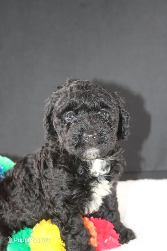 Creed – Miniature Goldendoodle puppy for sale in Greensboro, NC