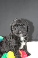 Creed, a female Miniature Goldendoodle for sale in Greensboro, NC – 1 of 7