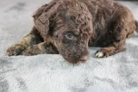 Patsy C, a female Poodle - Standard  for sale in Greensboro, NC – 5 of 8