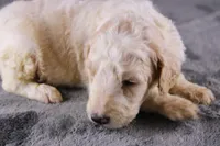 Waylon J, a male Poodle - Standard  for sale in Greensboro, NC – 2 of 10