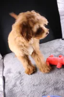 Swiper, a male Miniature Aussiedoodle for sale in Greensboro, NC – 8 of 10