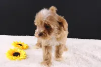 Theo, a male Shihpoo for sale in Greensboro, NC – 5 of 10