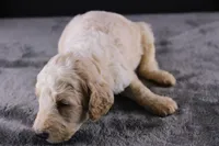 Waylon J, a male Poodle - Standard  for sale in Greensboro, NC – 5 of 10