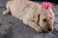 Dolly P, a female Poodle - Standard  for sale in Greensboro, NC – 7 of 10
