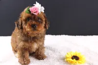 LuLu, a female Shihpoo for sale in Greensboro, NC – 2 of 8
