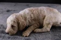 Waylon J, a male Poodle - Standard  for sale in Greensboro, NC – 6 of 10